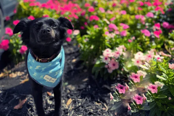 Pet-friendly dining in St. Pete