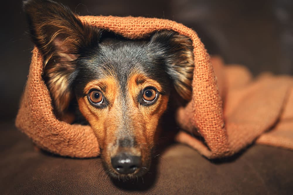 Keep Calm and Wag On: Tackling Anxiety in Pets