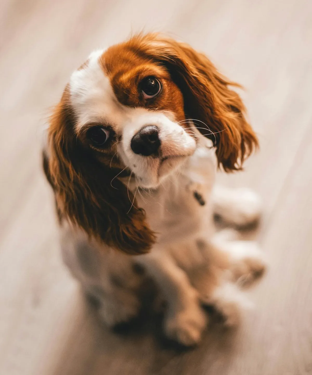 My Dog Won't Eat: When to Worry and What to Do
