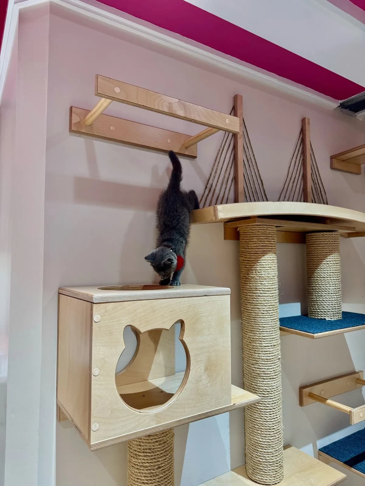 Playful kitten in our cat-friendly area