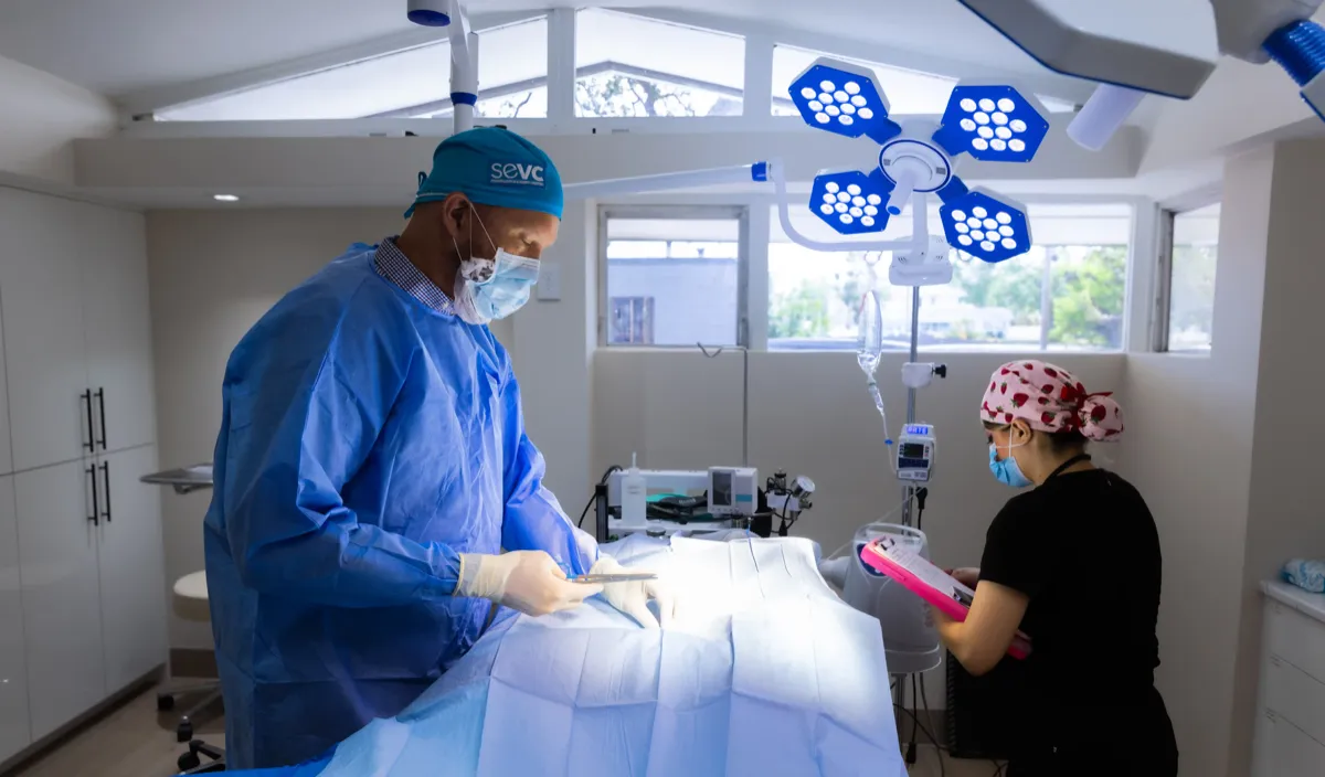 Skyway Animal Hospital surgery services