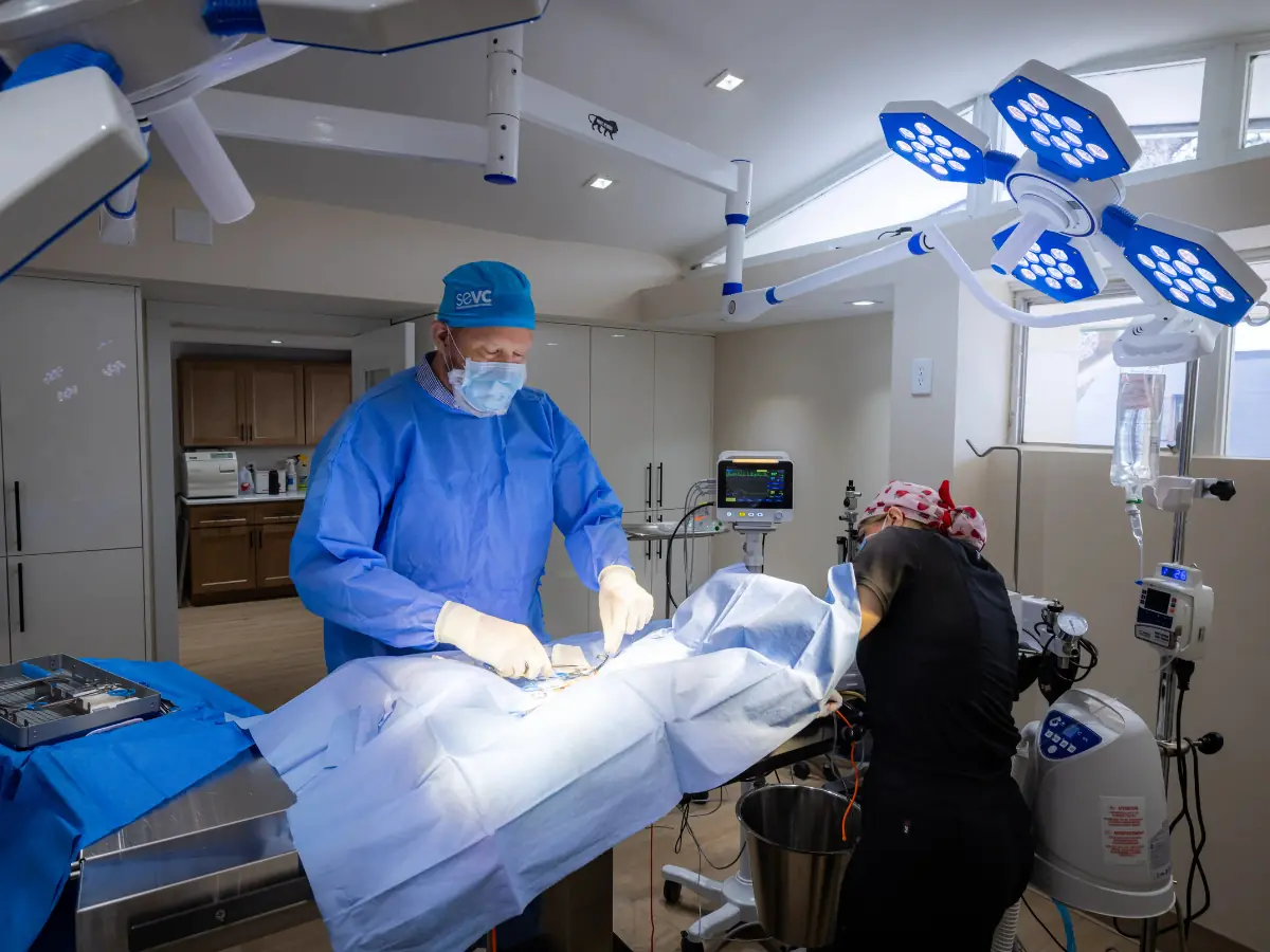 Veterinarian performing safe spay surgery with continuous patient monitoring