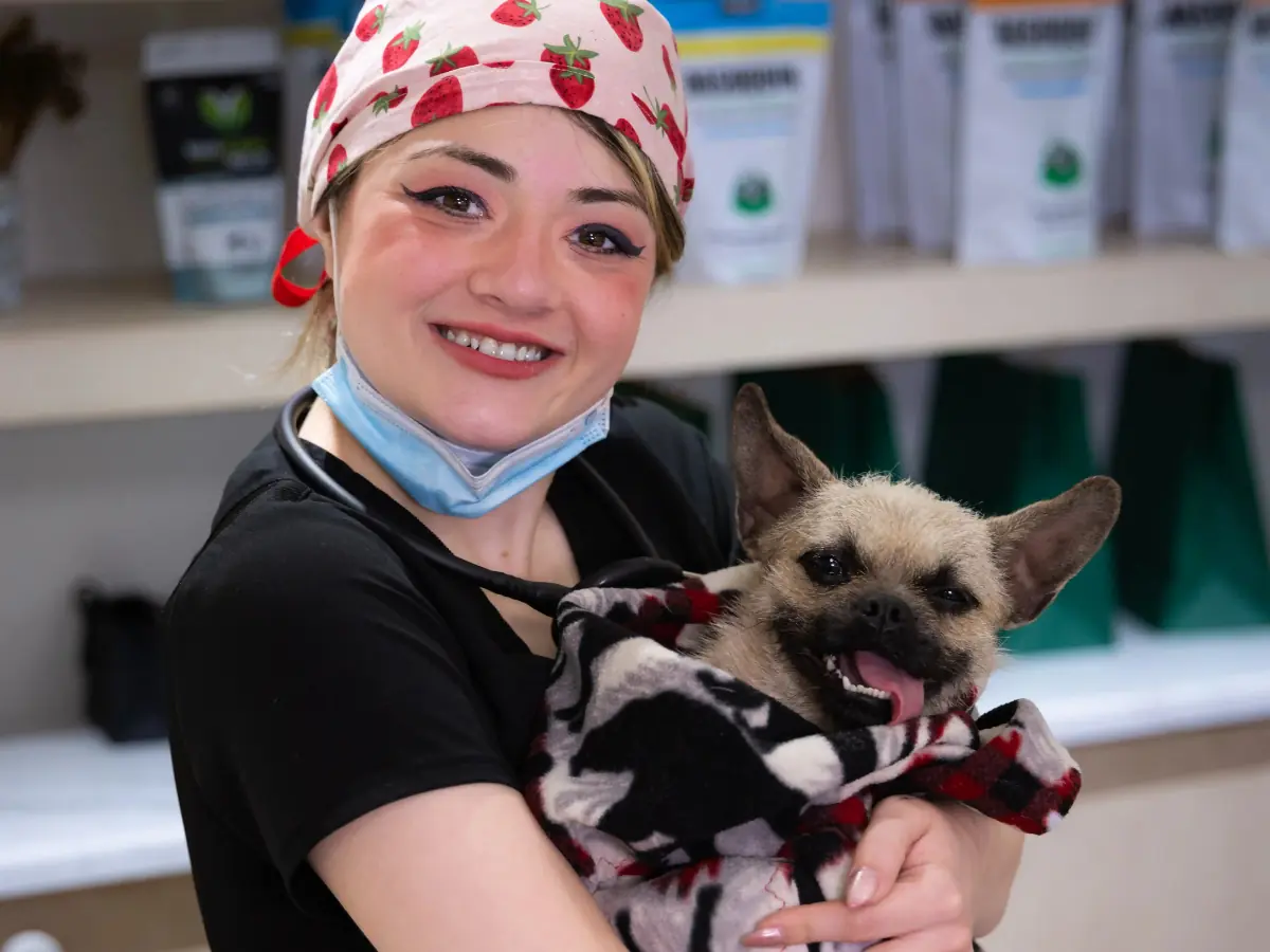 Veterinarian examining a pet's teeth during a dental checkup